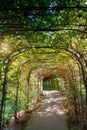 A tunnel made of plants in the garden Royalty Free Stock Photo