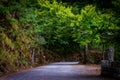 Tunnel made from trees growing above the road Royalty Free Stock Photo