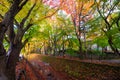 Tunnel maple ginkgo red yellow leaves in autumn