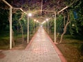 Tunnel of natural plants living arch of bushes and flowers at night in a warm tropical eastern country southern resort Royalty Free Stock Photo
