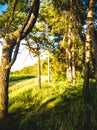 a tunnel of pine trees stretching into the distance, with fields visible in the distance. Royalty Free Stock Photo