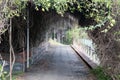 Tunnel plants Royalty Free Stock Photo