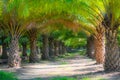 Tunnel plants palm tree in the palm garden with beautiful palm leaves nature and sunlight morning sun, palm oil plantation growing Royalty Free Stock Photo