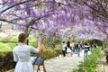 Tunnel of purple wisteria in bloom in Florence. The painters depict the purple wisteria tunnel in bloom near piazza michelangelo.