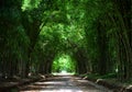 Tunnel road bamboo tree background