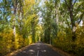 Tunnel road with trees in autum