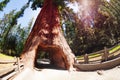 Tunnel through sequoia in Redwood National Park