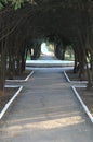 Tunnel from shaded path framed by thuja trunks and branches at the beautiful autumn park. Royalty Free Stock Photo