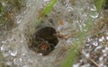 Tunnel spider waiting for a prey