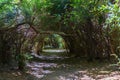 Tunnel Trail, South Slough National Estuarine Research Reserve, Coos Bay, Oregon