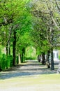 Tunnel of tree in gardent Royalty Free Stock Photo