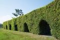 Tunnel tree in the park Royalty Free Stock Photo