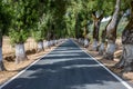 Tunnel tree on road, Marvao, Alentejo, Portugal