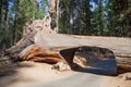 Tunnel tree in Sequoia National Park Royalty Free Stock Photo