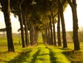 Tree Tunnel Royalty Free Stock Photo