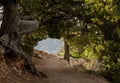 Tunnel Of Trees Along The Transept Trail Along The North Rim Of Grand Canyon Royalty Free Stock Photo