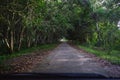 Tunnel trees background around wayside. Travel by car