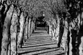 Tunnel of trees in black and white Royalty Free Stock Photo
