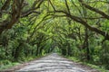 Tunnel of trees on Botany Bay Road Royalty Free Stock Photo