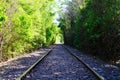 Tunnel of trees and bushes formed by trains. Railroads way perspective on forest