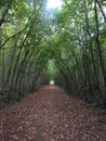 The tunnel trees