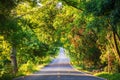 The tunnel of trees and empty road