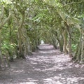 Tunnel of Trees