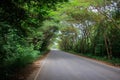 The tunnel of trees in Thailand