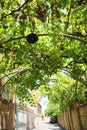 The tunnel which was made by vine of grape trellis Royalty Free Stock Photo