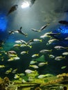 In tunnels aquaria klcc Royalty Free Stock Photo