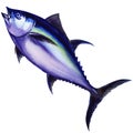 Tunny fish. watercolor painting