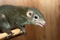 Tupaia glis Royalty Free Stock Photo