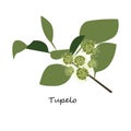 Tupelo Flower vector