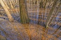 Tupelo Trees Growing in the Wetlands