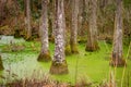 Tupelo Trees In South Carolina Low Country Swamp