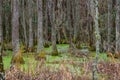 Tupelo Trees In South Carolina Low Country Swamp Royalty Free Stock Photo
