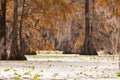 Tupelo wetland Merchants Millpond NC State Park US Royalty Free Stock Photo