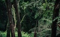 Tura peak rainforest