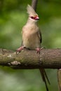 Turaco Royalty Free Stock Photo