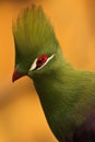 Turaco Royalty Free Stock Photo