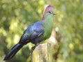 Turaco of fischer perched