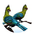 Turaco illustration. Bird Illustration from South Africa.