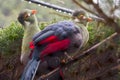 Turaco Royalty Free Stock Photo