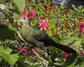 Turaco Red-crested