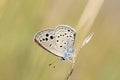 Turanana endymion , The odd-spot blue or Anatolian odd-spot blue butterfly Royalty Free Stock Photo