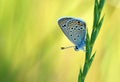 Turanana endymion , The odd-spot blue or Anatolian odd-spot blue butterfly Royalty Free Stock Photo