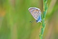 Turanana endymion , The odd-spot blue or Anatolian odd-spot blue butterfly Royalty Free Stock Photo