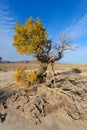 Turanga (Populus pruinosa) Royalty Free Stock Photo