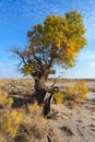 Turanga (Populus pruinosa) Royalty Free Stock Photo