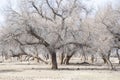 Turanga is a relict tree of the deserts of Kazakhstan, near the village of Zheltorangi Royalty Free Stock Photo